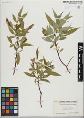 Foto von Salix lasiandra Benth.
